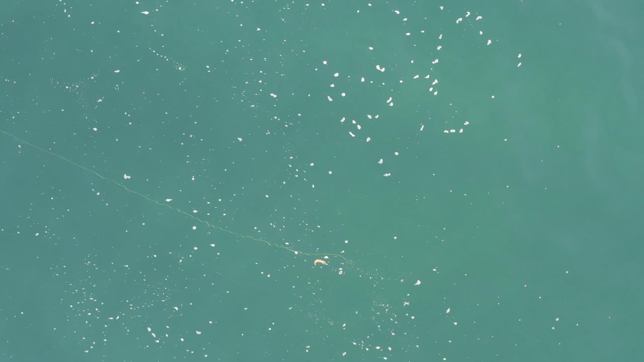 Overhead view of teal water in Baja California Sur, Mexico, with small white floating debris specks and no visible people.
