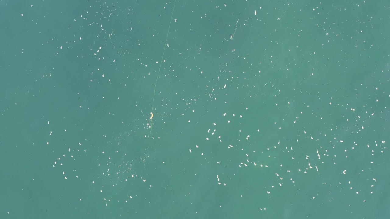 Overhead view of blue-green ocean water in Baja California Sur with scattered white surface flecks near the upper half and no visible people.