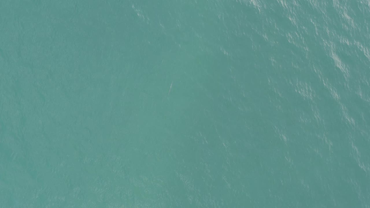 Blue-green Baja California Sur water fills the frame, with a brighter shimmer running through the upper surface and no visible people.