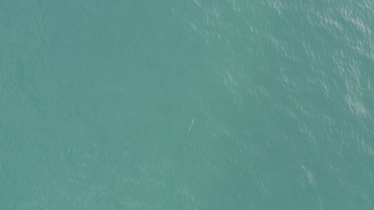 Turquoise water surface with faint ripples and a small pale fish shape below.