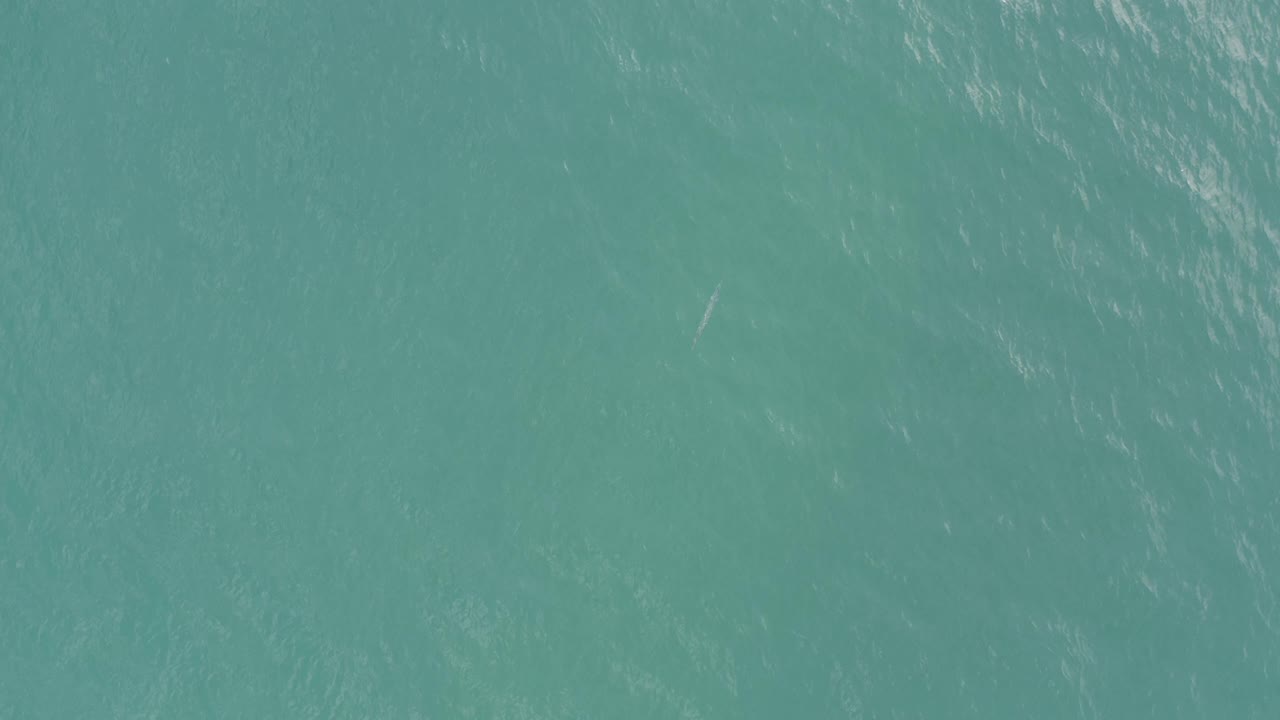 Clear blue water in Baja California Sur, Mexico, shows fine ripples and a slender pale fish-like shape below the surface, with no shoreline or people visible.