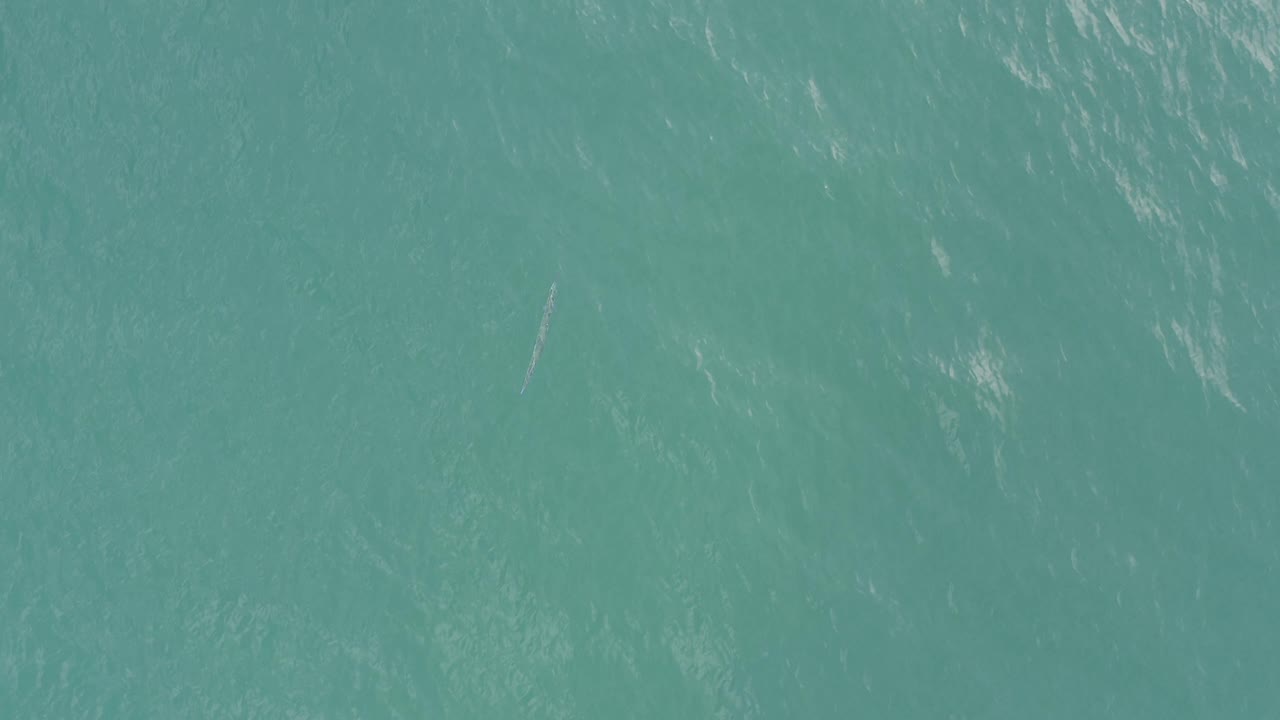 Baja California Sur water seen from above, with bright ripple streaks and a faint slim submerged form crossing the otherwise empty frame, no visible people.