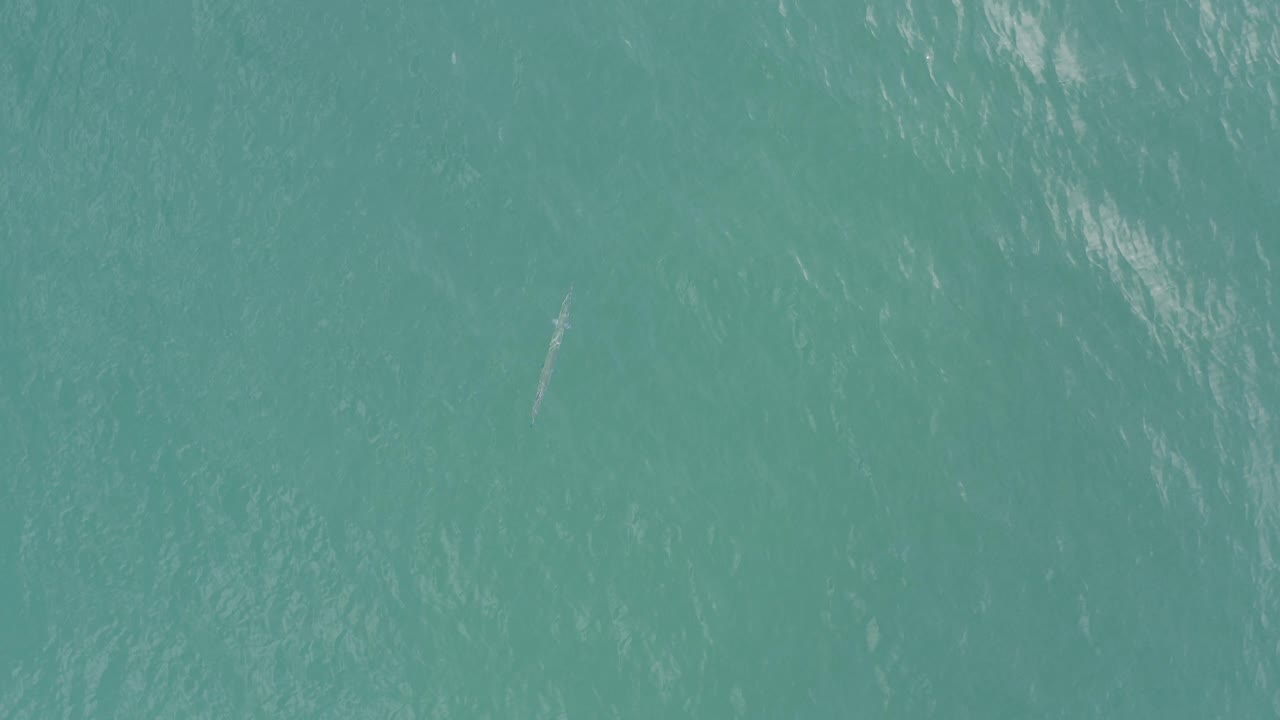 Aquamarine water in Baja California Sur, Mexico with rippled light and a small pale marine subject near the upper left, no visible people.