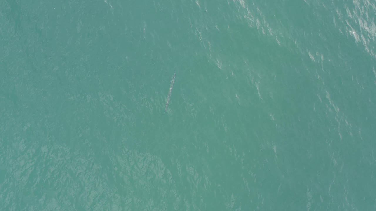 Aquamarine water in Baja California Sur, Mexico with scattered white surface highlights and a small pale swimming shape near the center, no visible people.