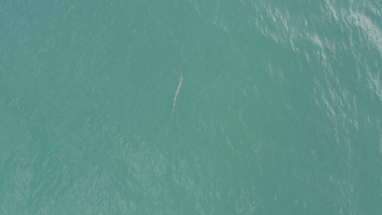 Overhead view of rippled aquamarine water in Baja California Sur, Mexico with a slender pale marine subject near the lower left, no visible people.