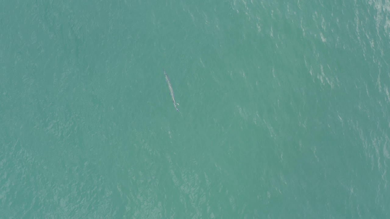 Top-down view of turquoise ocean water in Baja California Sur Mexico with a small pale fish-like form near the upper left area and no visible people.