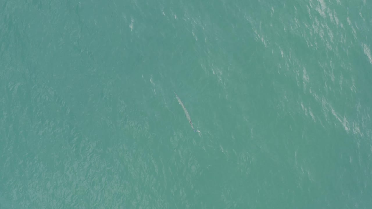 Blue-green ocean surface in Baja California Sur, Mexico, with soft ripples, scattered light highlights, and a faint small fish shape below the water, with no visible people.