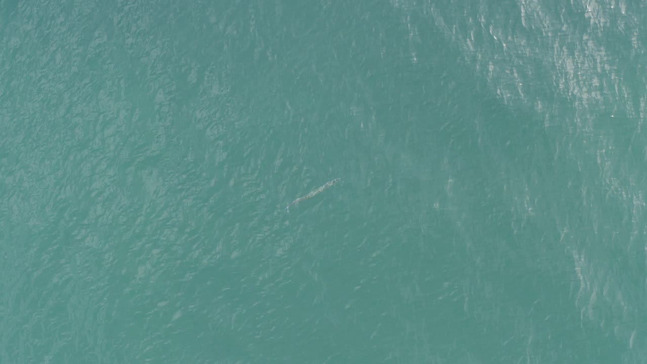 Overhead view of rough blue-green sea in Baja California Sur, Mexico, with a small grey fish-shaped form left of center and no visible people.