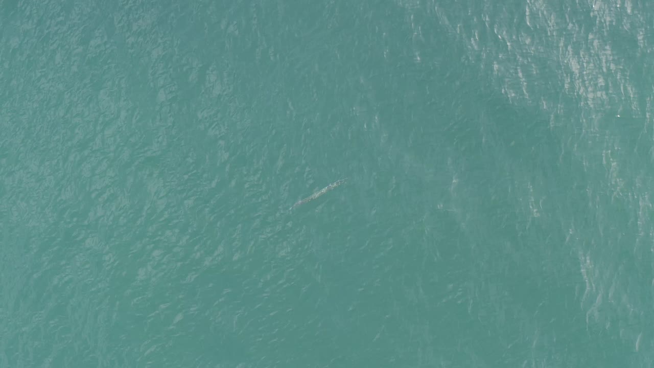 Blue-green open water in Baja California Sur, Mexico, fills the frame with a faint grey fish-shaped form near the lower left area and no visible people.