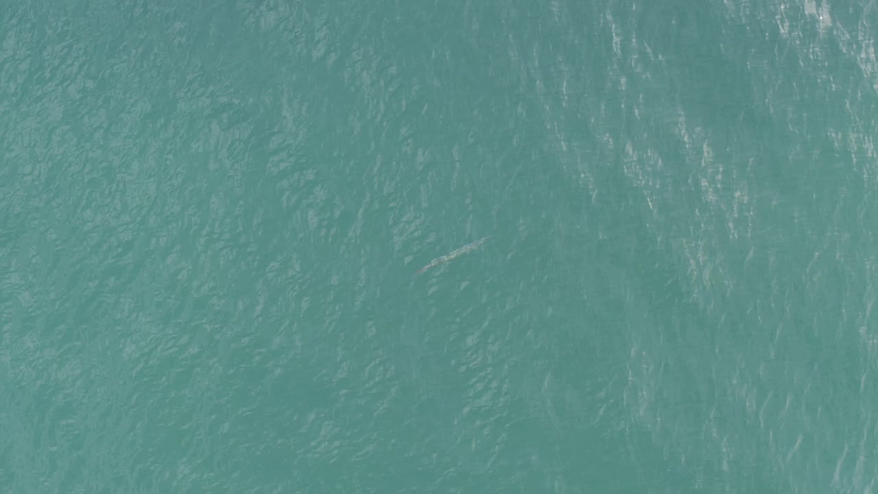 Rough blue-green sea surface in Baja California Sur, Mexico, with a small pale grey fish-shaped form near the middle of the frame and no visible people.