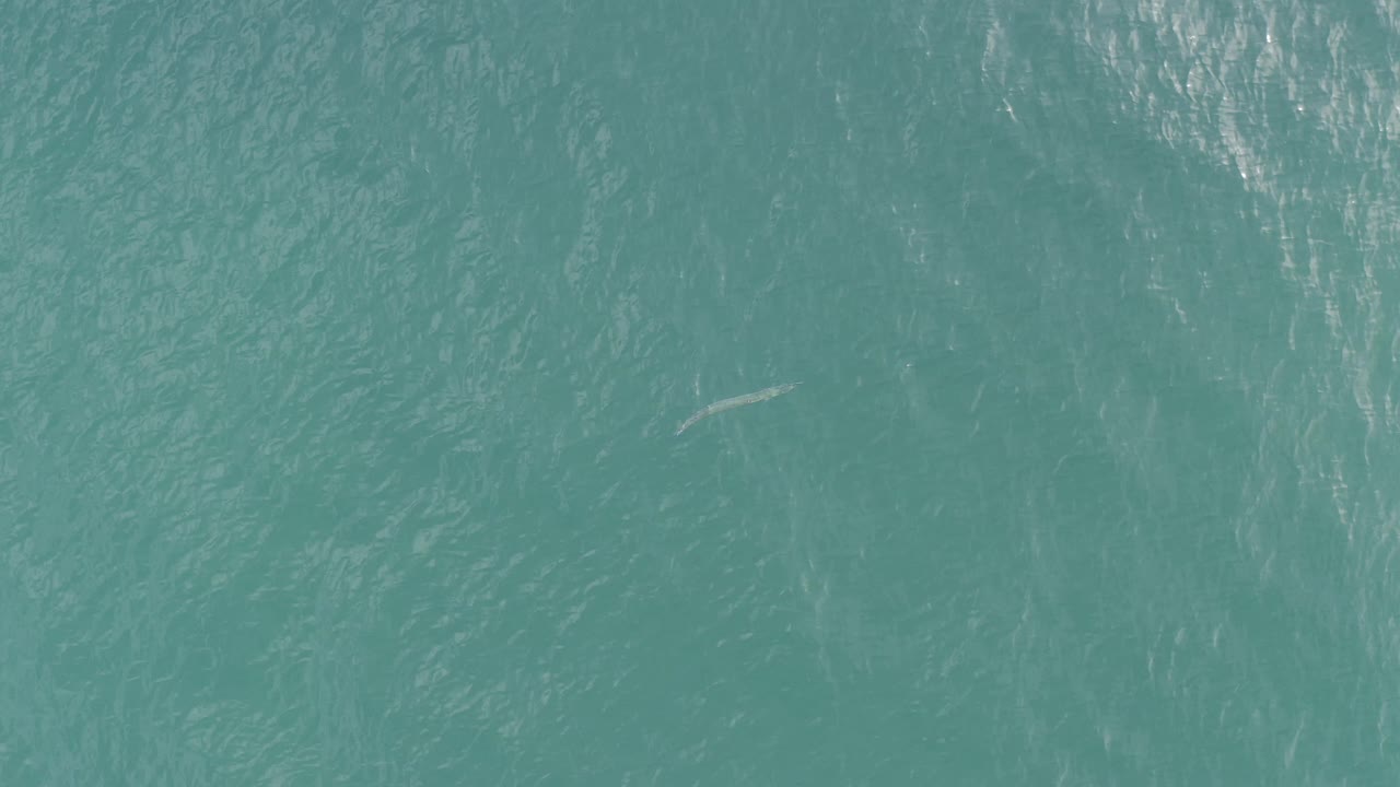 Blue-green ocean texture with a small pale fish-shaped mark near the lower left.