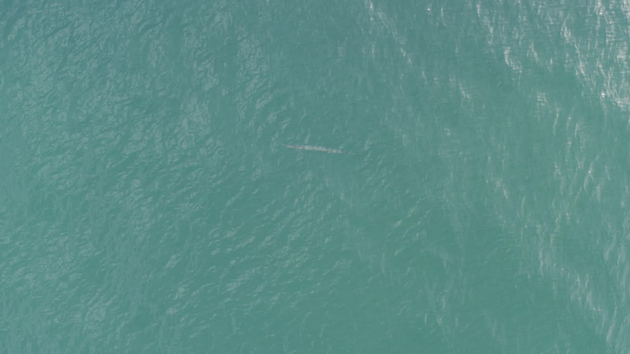 Overhead view of turquoise water in Baja California Sur with a small fish-like shape near the upper center and no visible people.