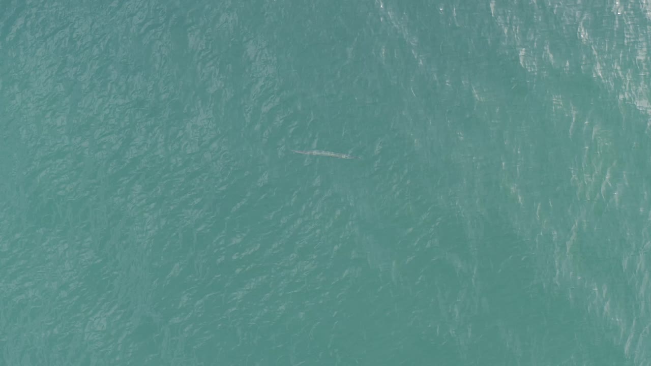 Teal Baja California Sur water fills the frame as a small pale fish-like mark appears near the center, with no visible people.