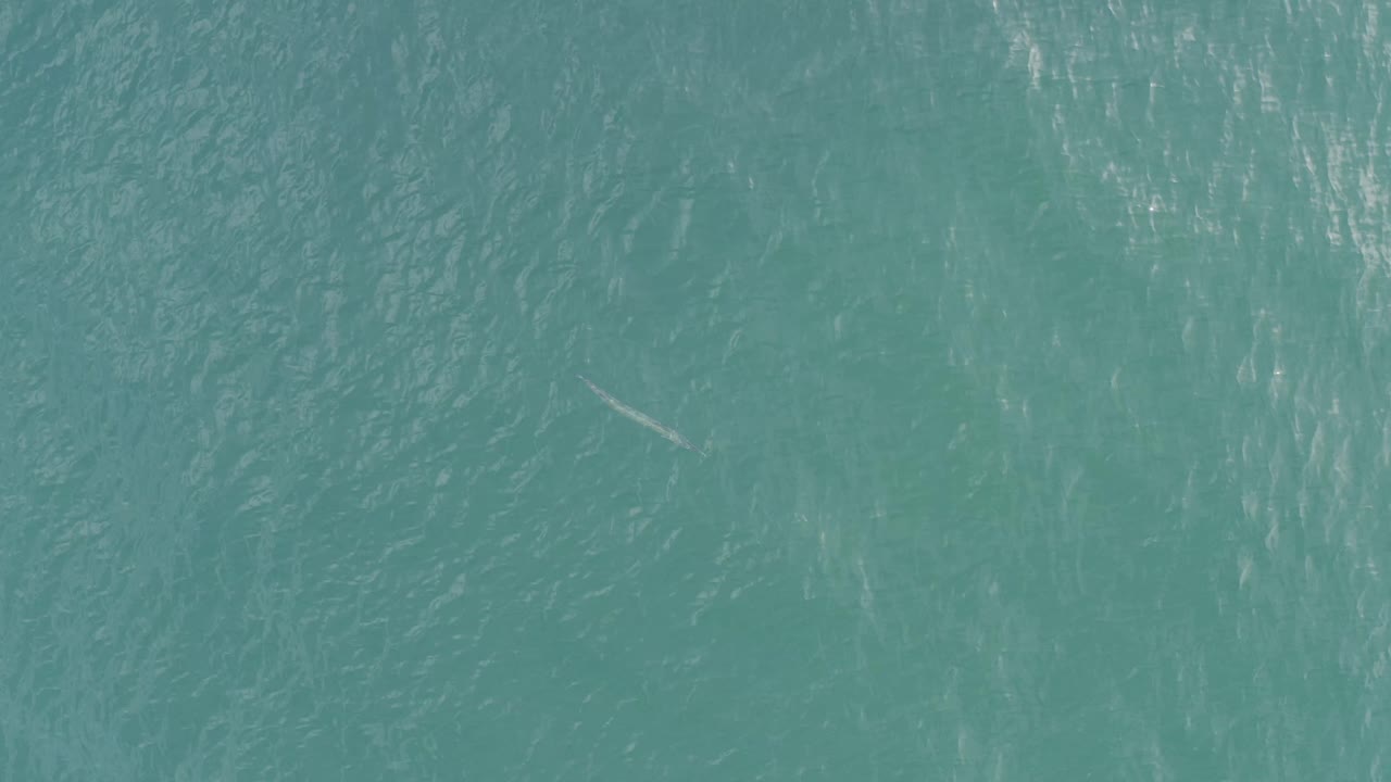 Teal ocean surface with light streaks and a small pale underwater line.