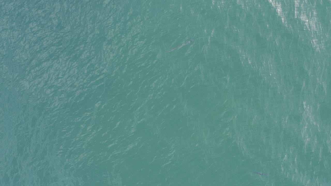 Top-down view of turquoise-green ocean water in Baja California Sur, Mexico, with a faint small fish shape near the center and no visible people.