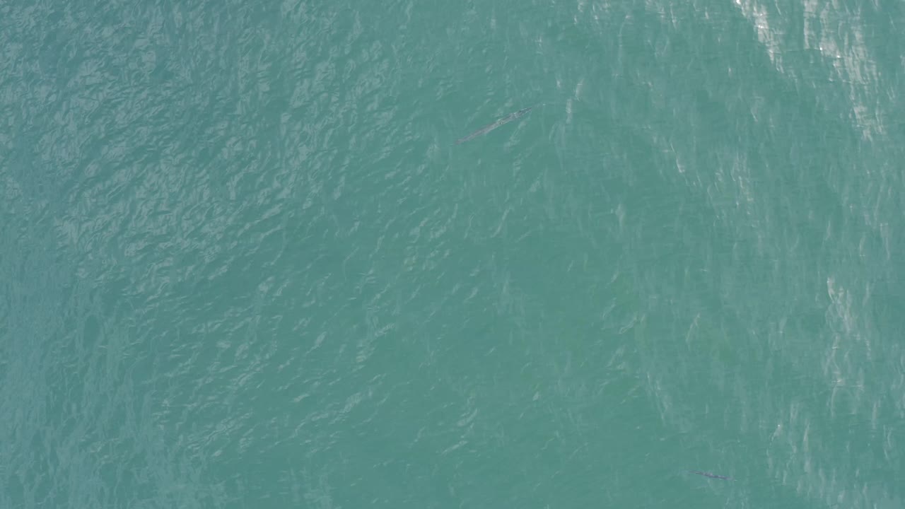 Rippling green ocean water with a tiny fish visible