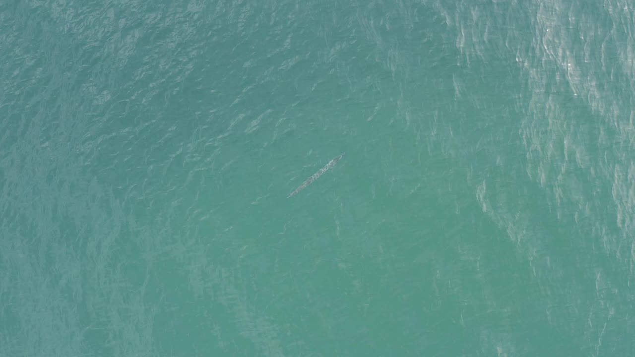 Turquoise ocean water with ripples and a tiny pale fish-like shape