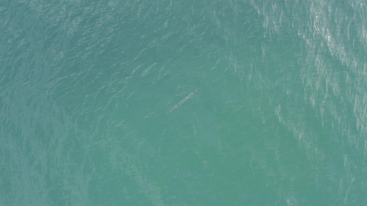 Teal ocean surface in Baja California Sur, Mexico, with rippled water texture and a small pale fish-like mark slightly right of center, with no visible people.