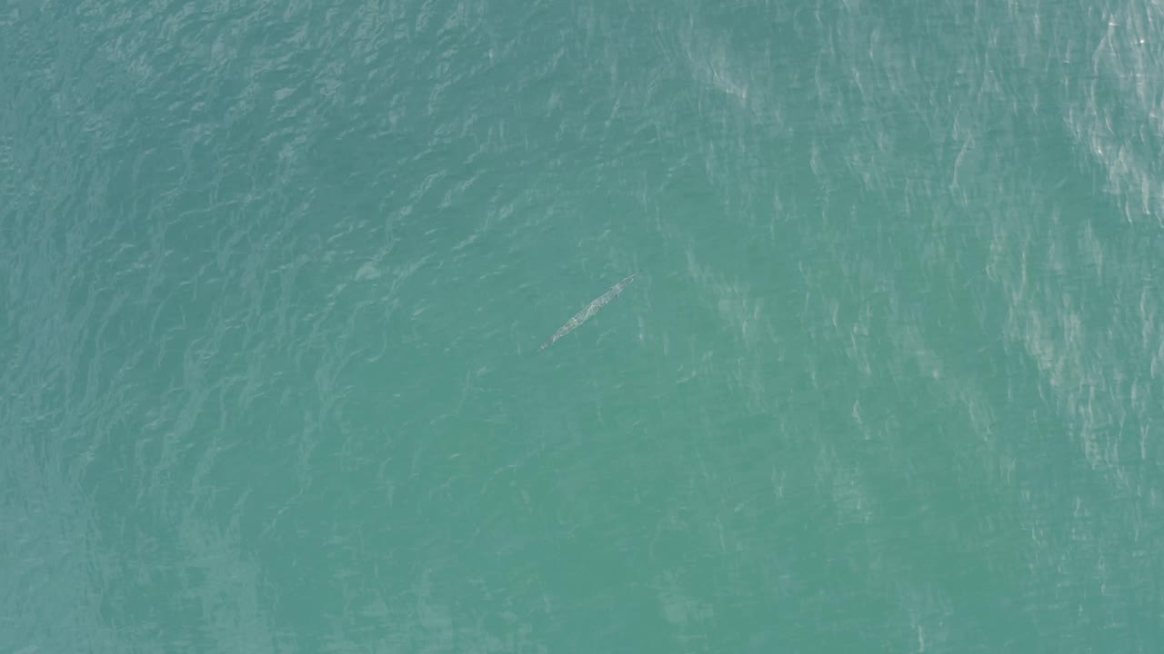 Open teal water in Baja California Sur, Mexico, showing white ripple streaks and a tiny pale marine shape near the surface, with no visible people.