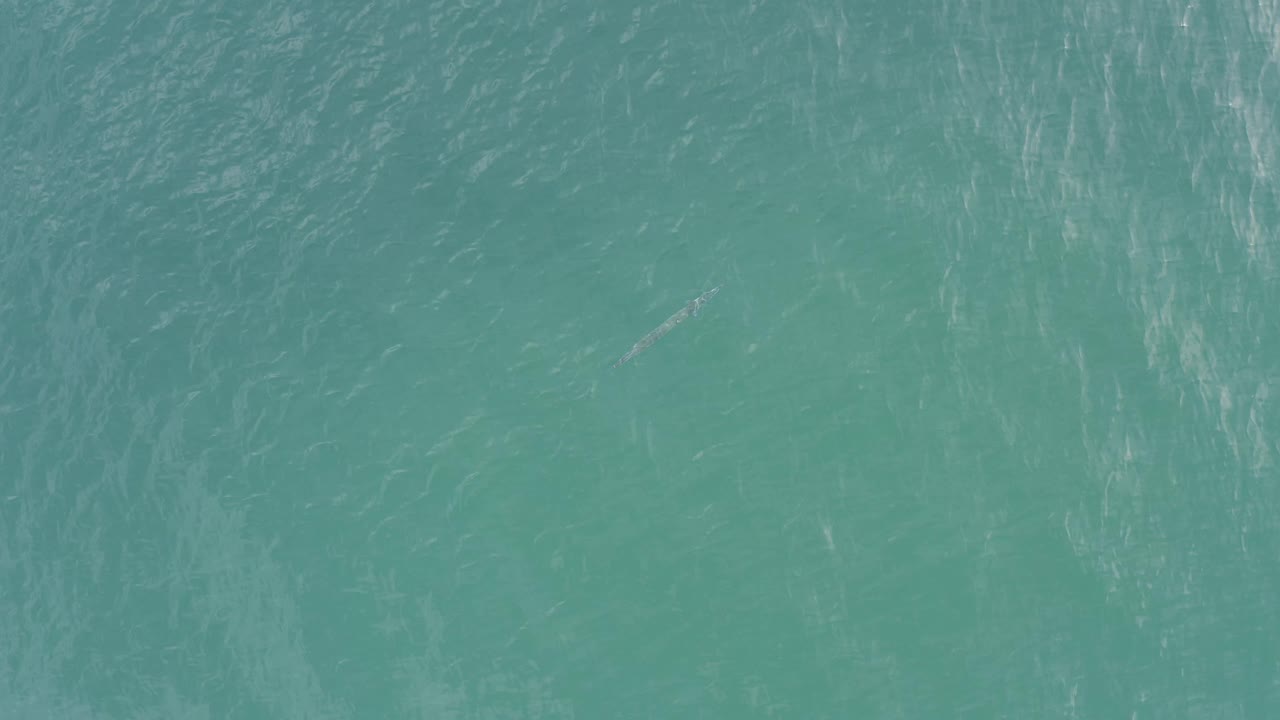 Aerial view over Baja California Sur, Mexico, ocean water with a faint pale fish-like form and fine ripples across the teal surface, with no visible people.