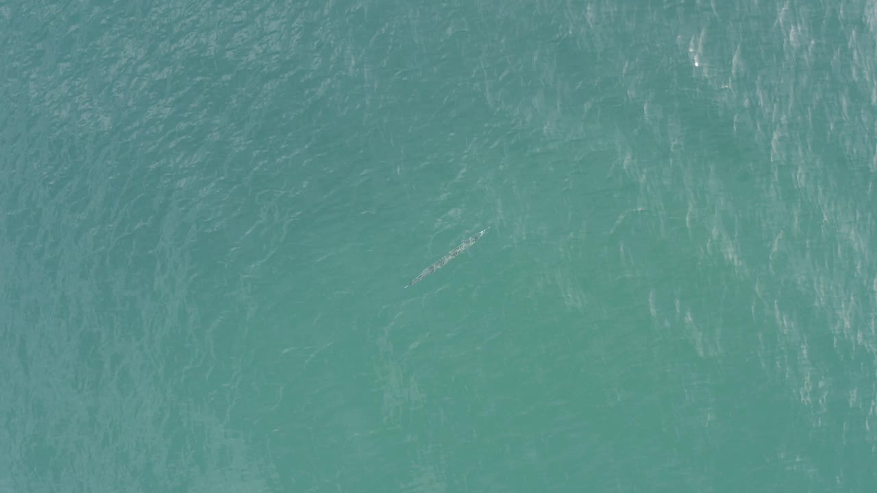 Overhead view of green-blue water in Baja California Sur, Mexico, with soft surface streaking and a faint small fish shape under the water, no visible people.