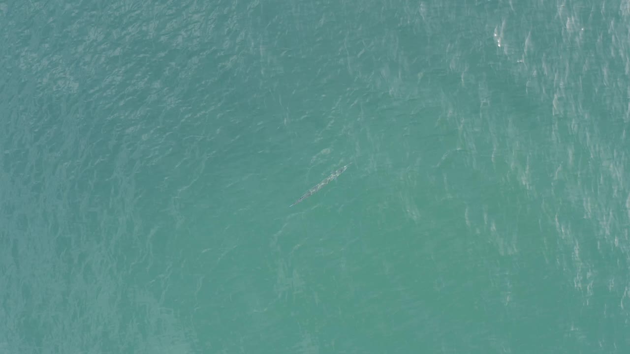 Green-blue Baja California Sur water fills the frame, with pale rippled marks and a small fish-like shape slightly clearer beneath the surface, no visible people.