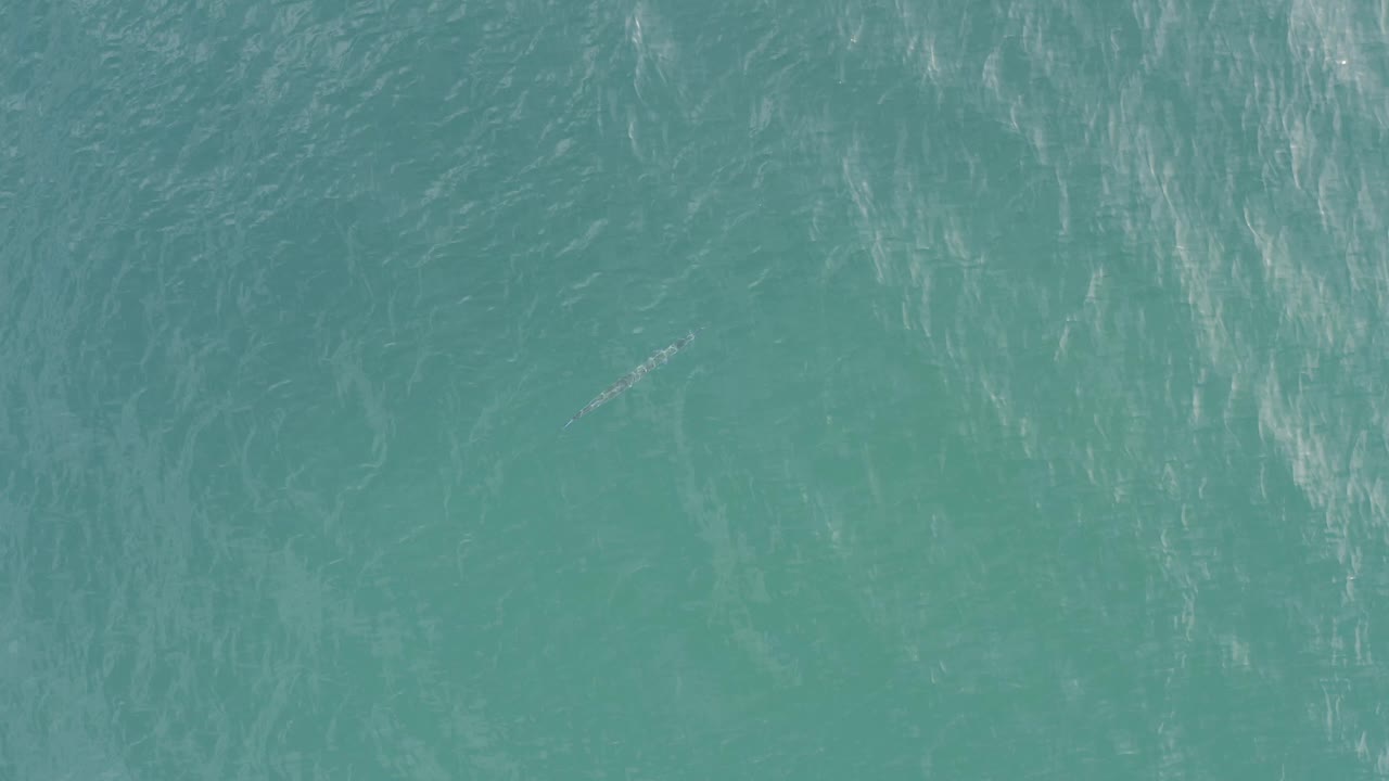 Green-blue water fills the Baja California Sur frame with white surface streaks and faint underwater patterning, with no land, horizon, or visible people.