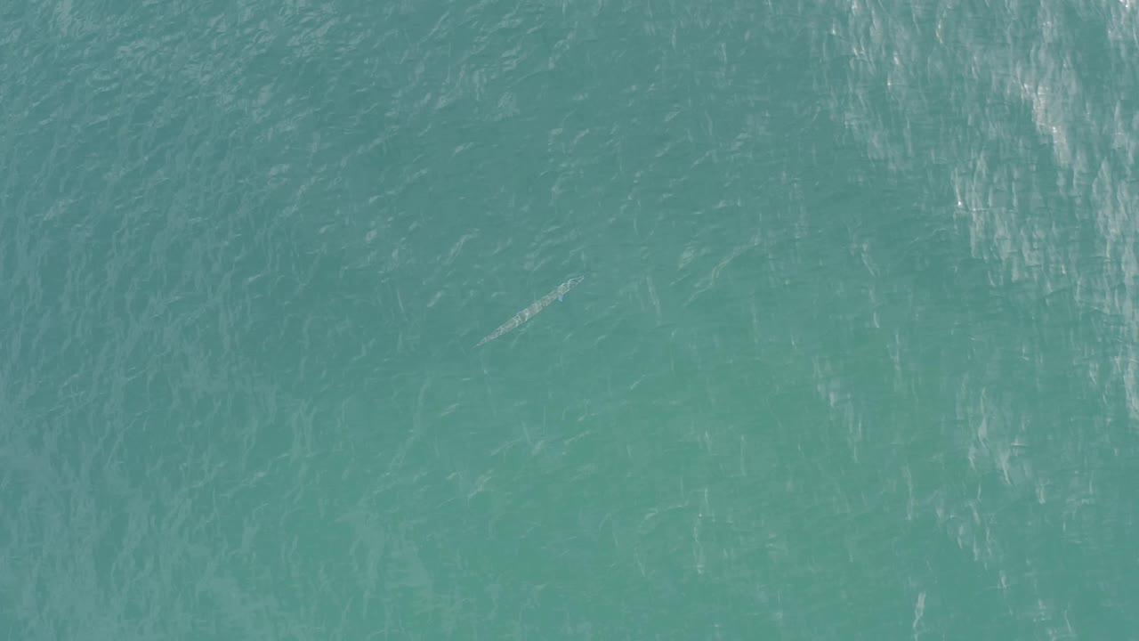 Teal open water with pale streaks spread across the frame.