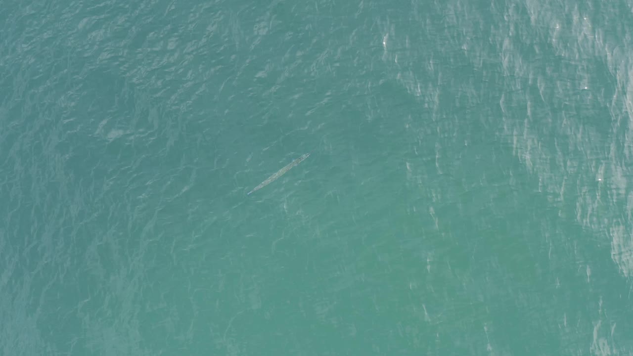 Green ocean surface in Baja California Sur, Mexico, with vertical pale reflection streaks and a small fish-like form lower left of center, no visible people.