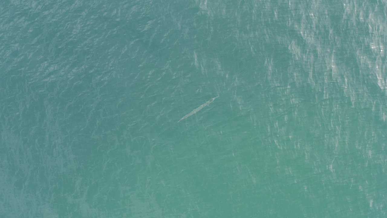 Green ocean water in Baja California Sur, Mexico, with a small diagonal fish or eel-like shape near the lower left area, pale reflection streaks, and no visible people.