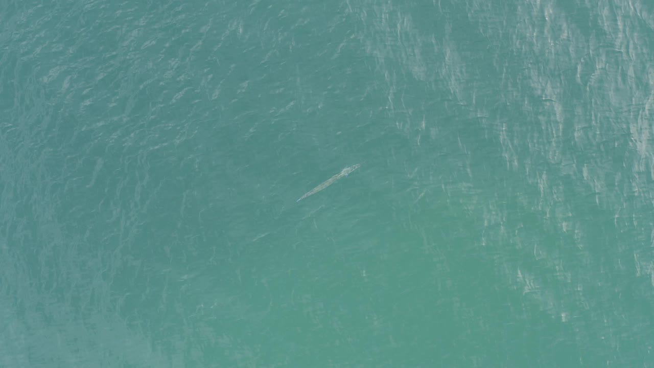 High overhead view of turquoise ocean in Baja California Sur with pale surface streaks, a small fish-like form under the water near the lower area, and no visible people.