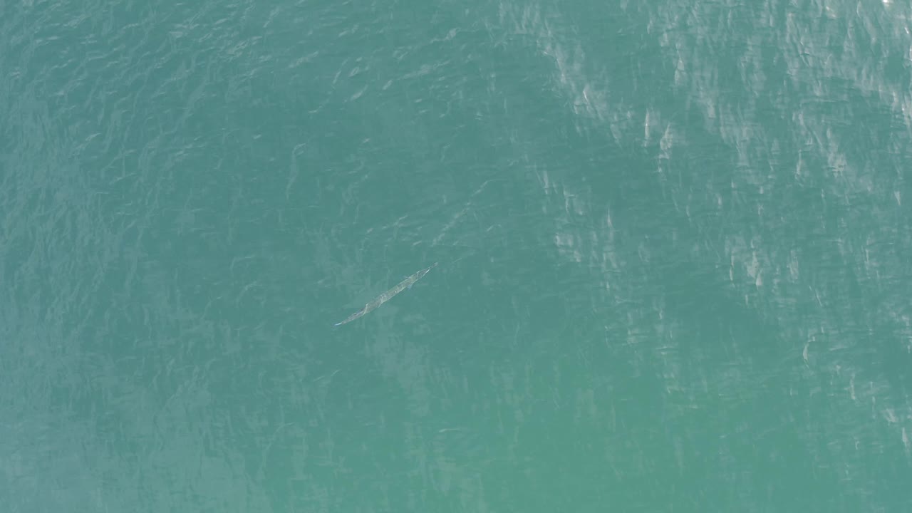 Top-down Baja California Sur water view with a pale skinny fish-like shape set against textured turquoise ripples, no visible people.