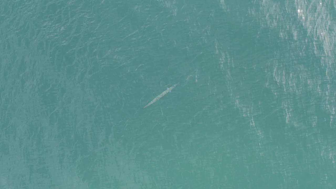 Blue-green ocean water in Baja California Sur, Mexico, fills the frame while a small light object sits left of center with no visible people.