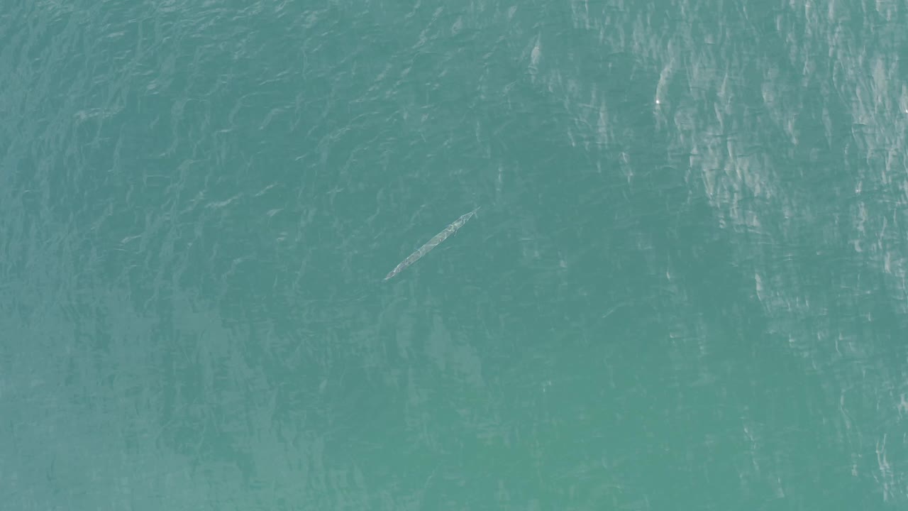 Aerial-style view of clear Baja California Sur water with a small pale floating shape near midframe and no visible people.