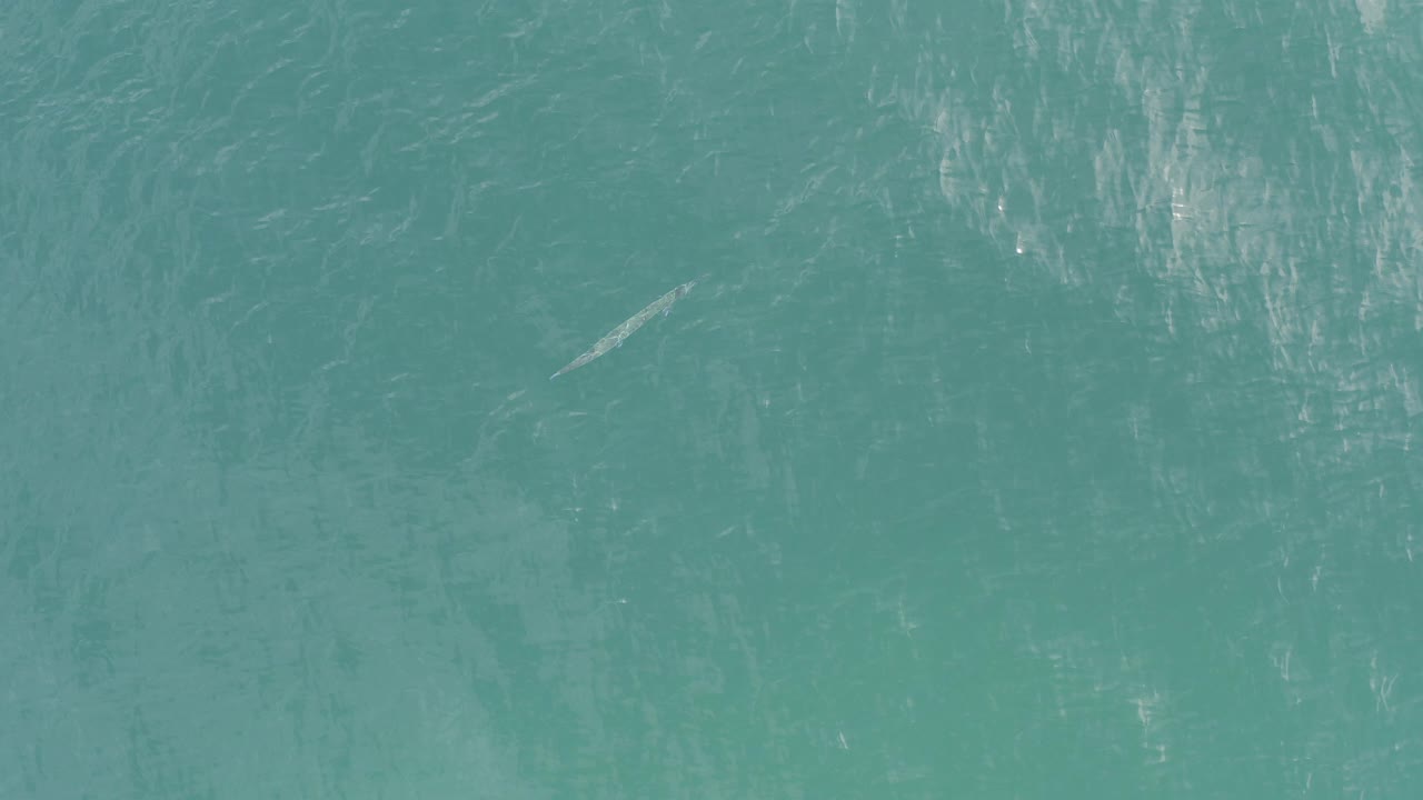 Overhead turquoise seawater with a small shark-like form near the left side