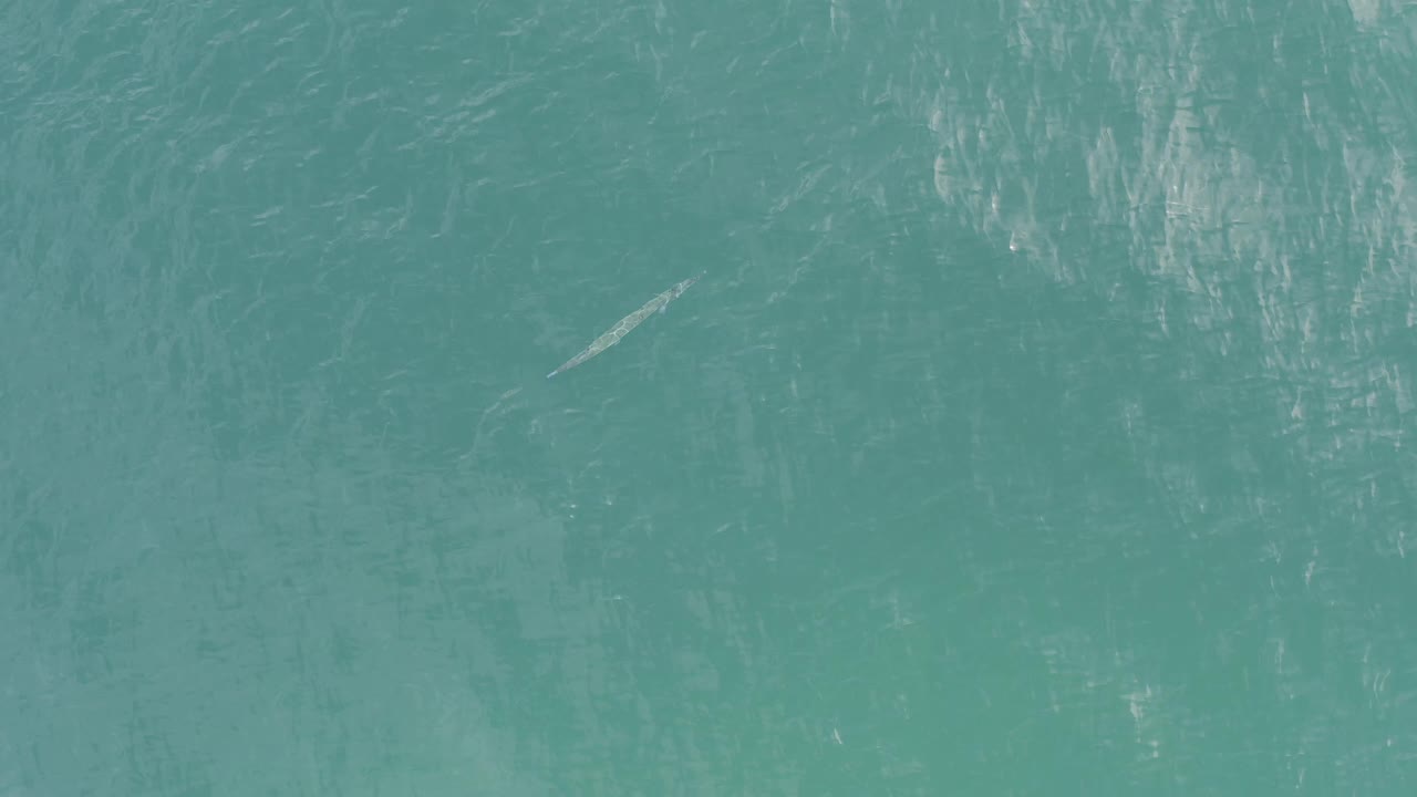 Aerial frame over blue green water in Baja California Sur, Mexico, showing a small shark-like form below bright surface reflections and no visible people.