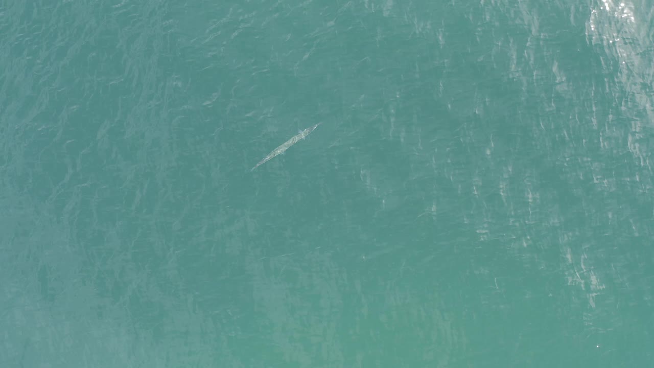 Top-down turquoise ocean view in Baja California Sur, Mexico, with a pale shark-like shape near the lower-left area and no visible people.