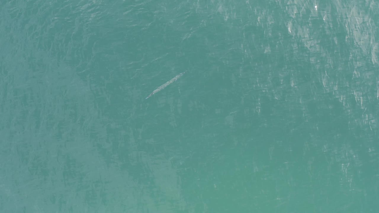 Aerial view of clear blue water in Baja California Sur, Mexico, with the small shark-like form closer to the center of frame and no visible people.