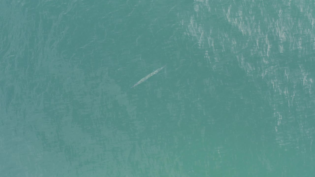 Small pale object floating in teal ocean water