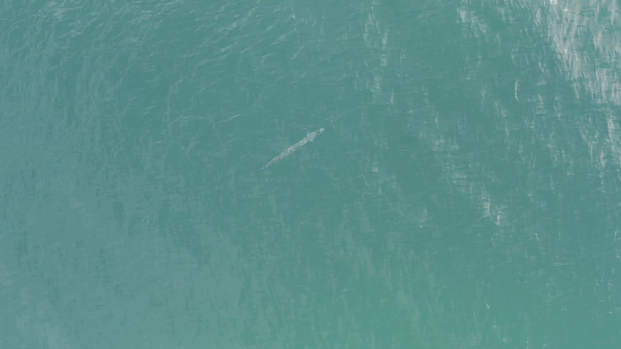 A tiny light-colored object sits within textured teal ocean water in Baja California Sur, Mexico, surrounded by faint wave lines and no visible people.