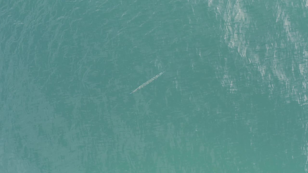 The solitary pale object appears against darker teal ripples in Baja California Sur, Mexico, with no land, boats, or visible people in the frame.