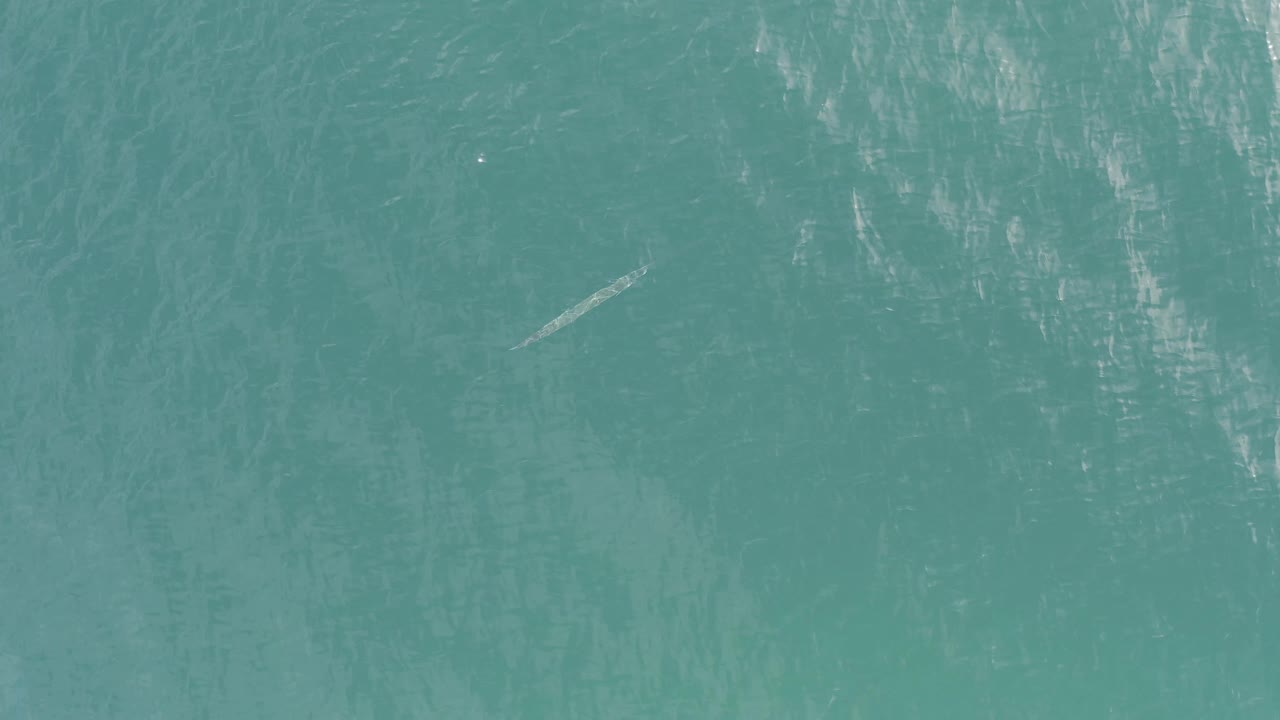 The Baja California Sur water remains clear and teal, with the small long fish-like subject near the center area and no visible people.
