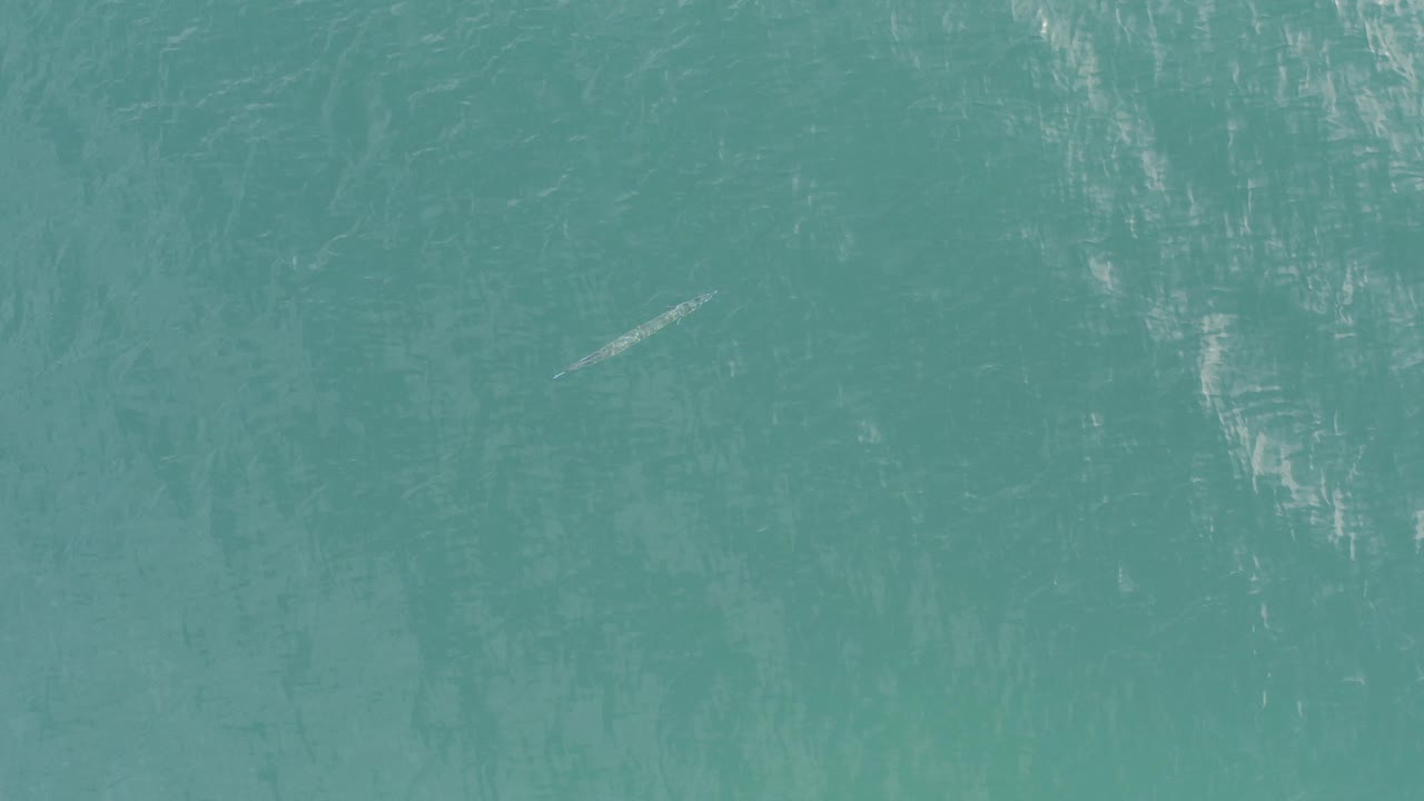 A large pale fish is visible beneath turquoise water in Baja California Sur, Mexico, with soft surface ripples and no visible people.