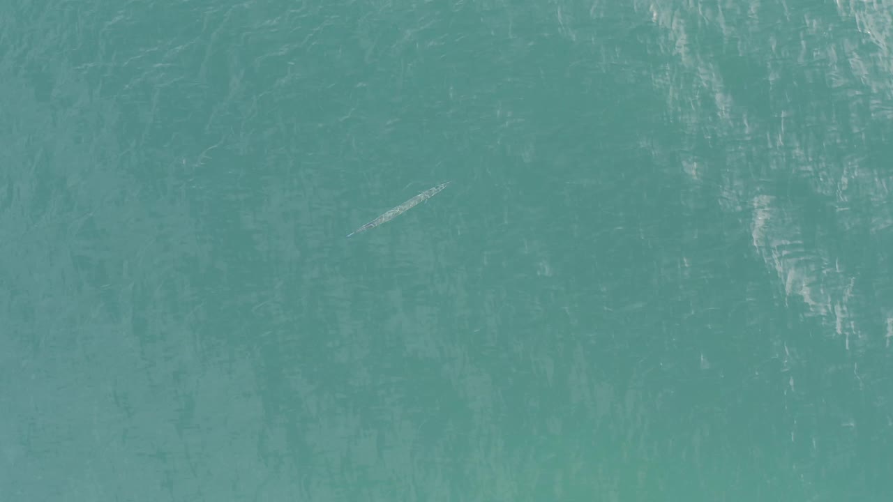 Pale fish under rippled blue-green water