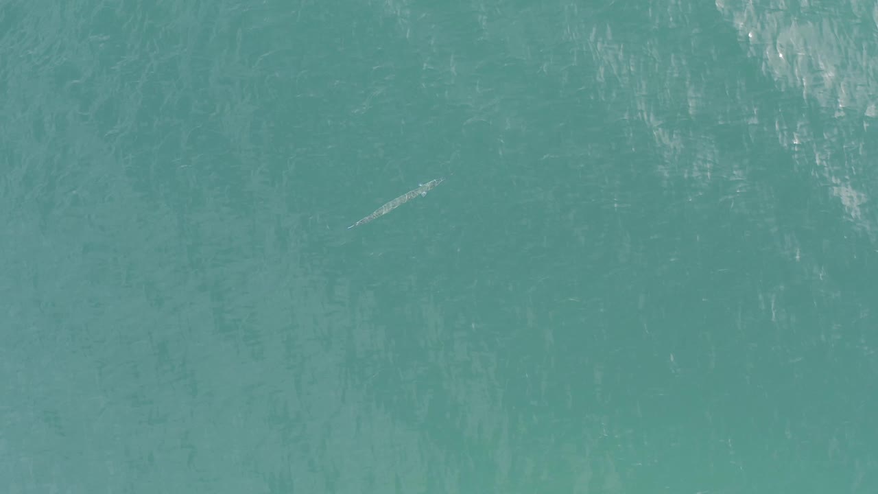 A slender pale fish shape appears under clear teal ocean water in Baja California Sur, Mexico, with faint wave lines and no visible people.