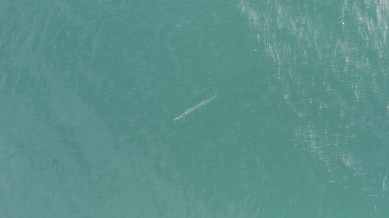 High overhead frame of teal coastal water in Baja California Sur, Mexico, with the small pale fish-shaped form closer to center and no visible people.