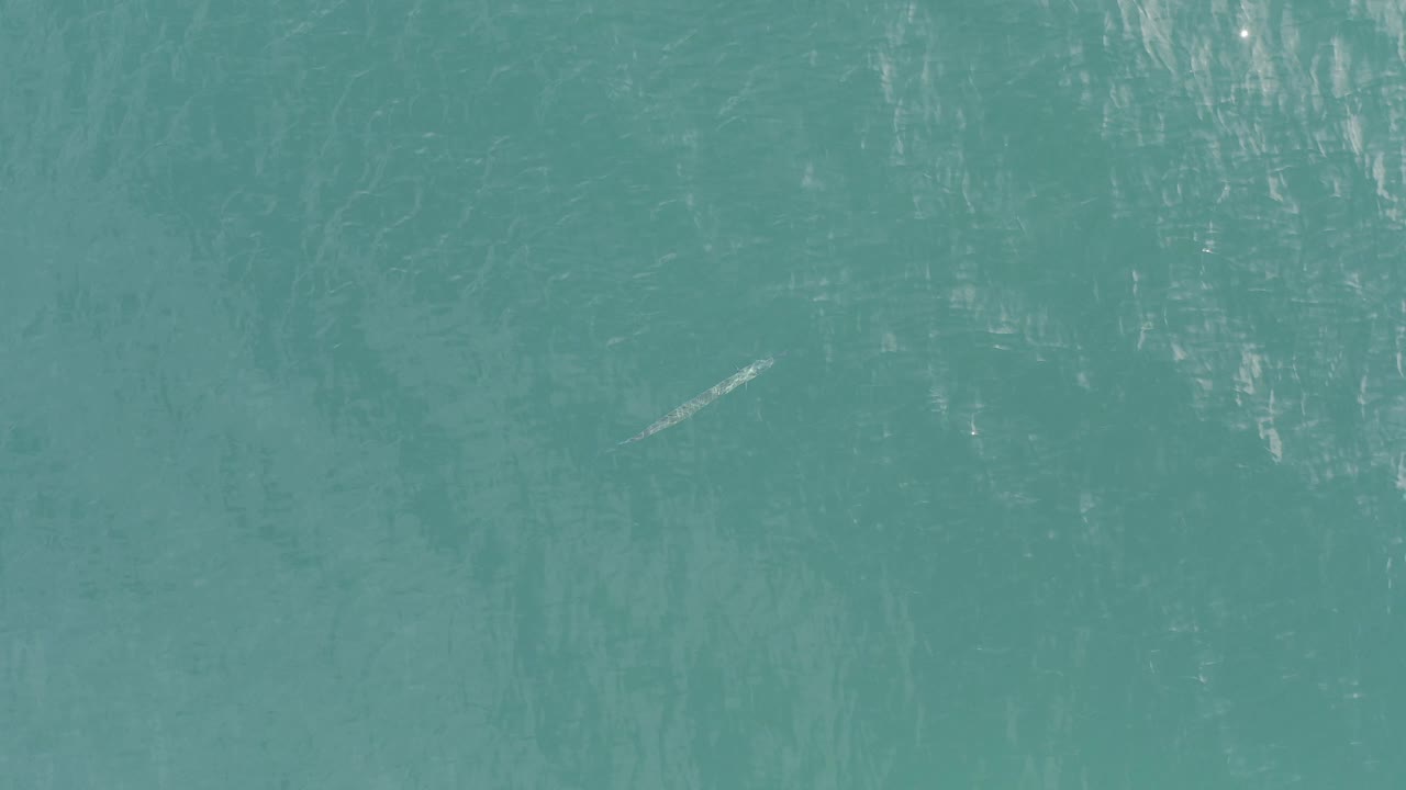Overhead turquoise water in Baja California Sur, Mexico, with bright surface reflections and the small pale fish-shaped form shifted toward the right, no visible people.