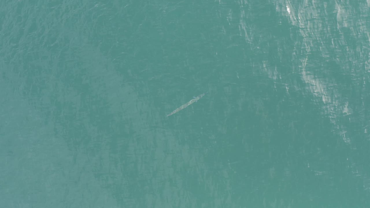 Teal water surface with a small pale fish-shaped form at lower left.