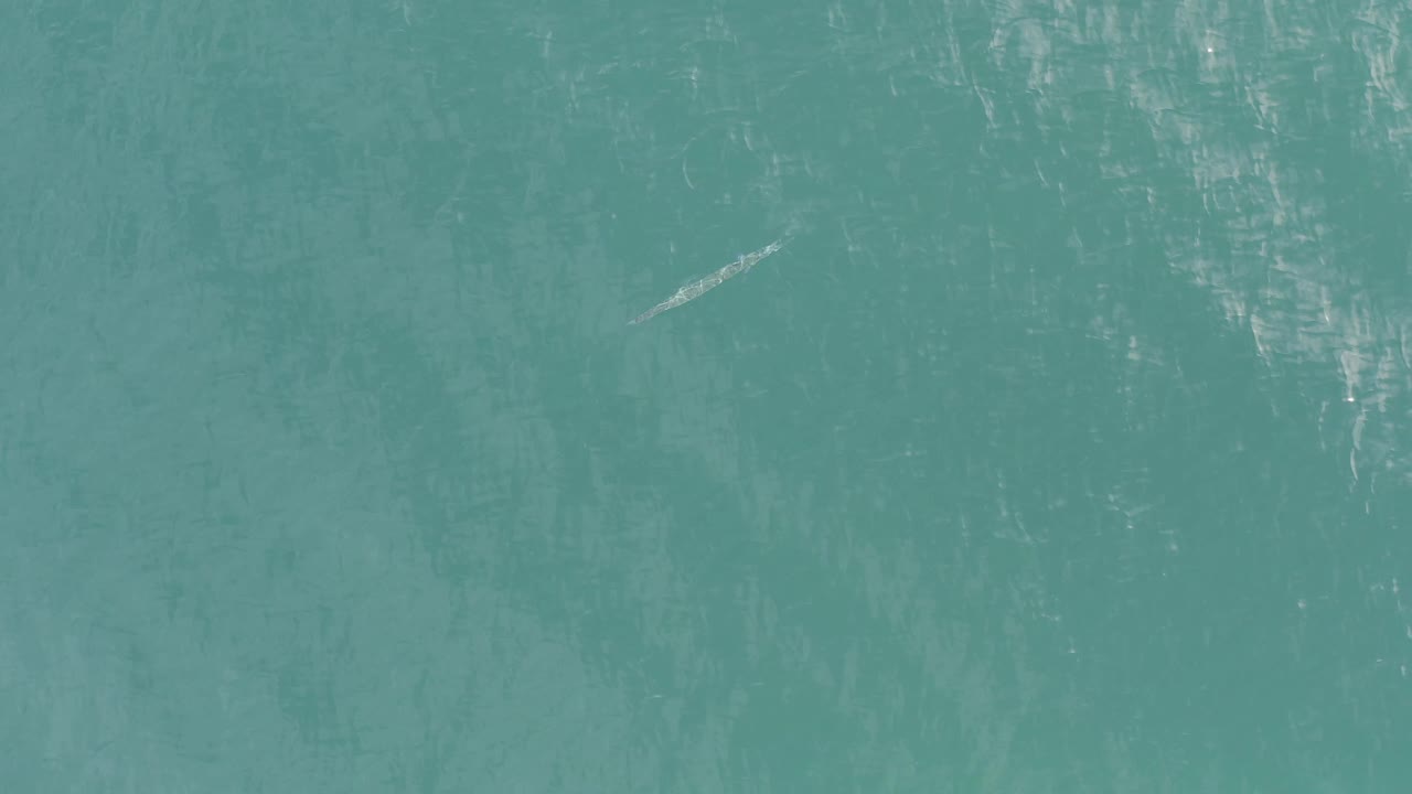 Blue-green water texture in Baja California Sur, Mexico, with bright surface flecks and the small pale fish-shaped form left of center, no visible people.