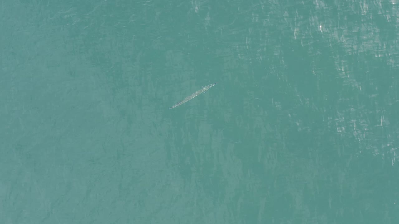 Tiny pale marine animal in turquoise open water.